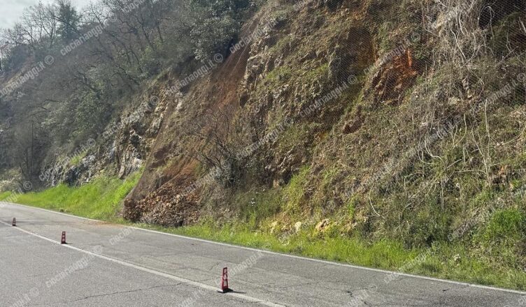 rana_sulla_strada_provinciale__